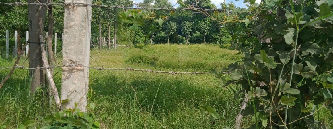 Very nice Land for Sale in Siem Reap (1)