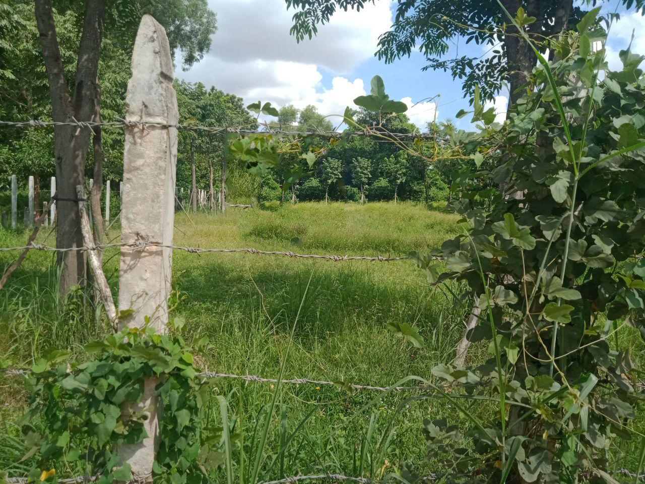 Very nice Land for Sale in Siem Reap (1)