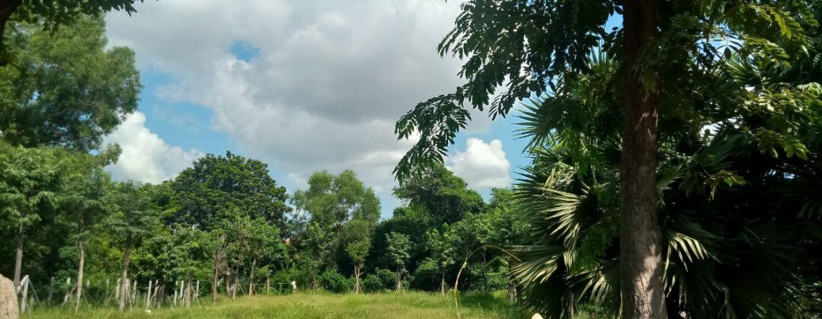Very nice Land for Sale in Siem Reap (2)