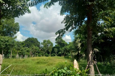 Very nice Land for Sale in Siem Reap (2)